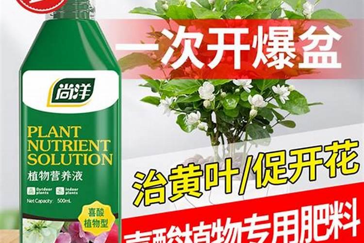 茉莉花施什么肥最好 适合用什么肥料