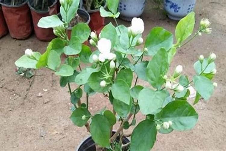 茉莉花怎么养才茂盛