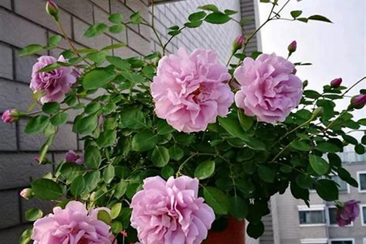 月季施肥太多怎么办