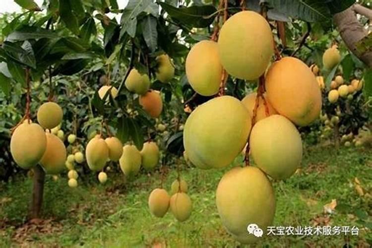 亚磷酸钾能和微量元素混用吗