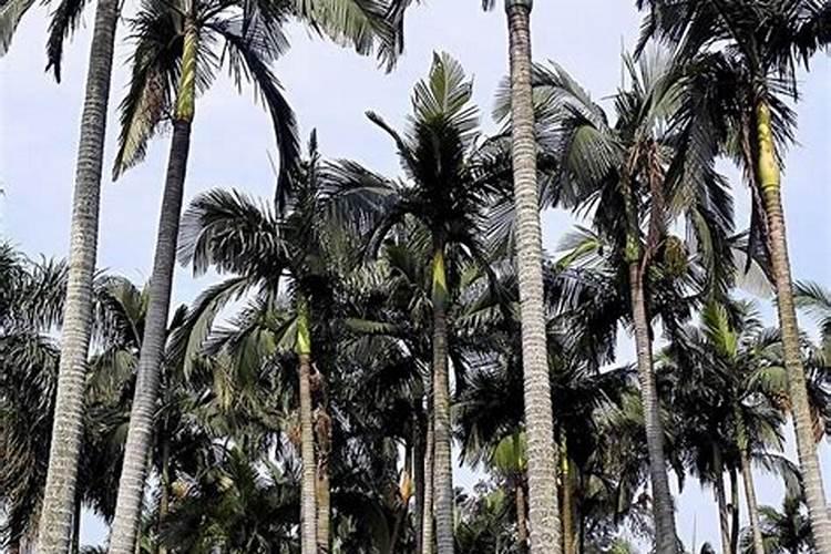 两个0.3植物生长平衡液能在甜瓜上用吗