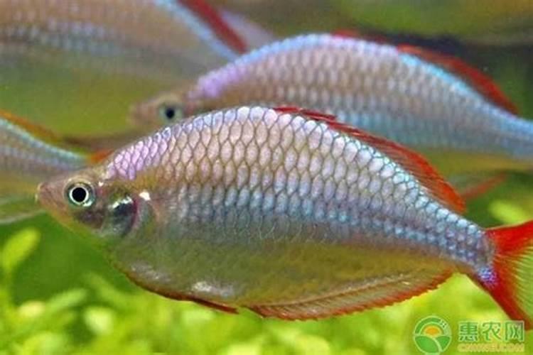 酵母能改良土壤吗