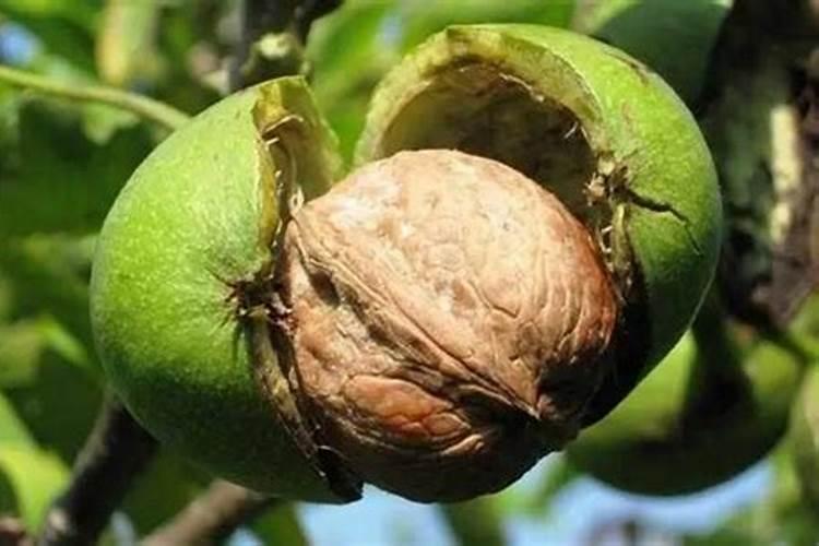 棉花什么时候喷施磷酸二氢钾好