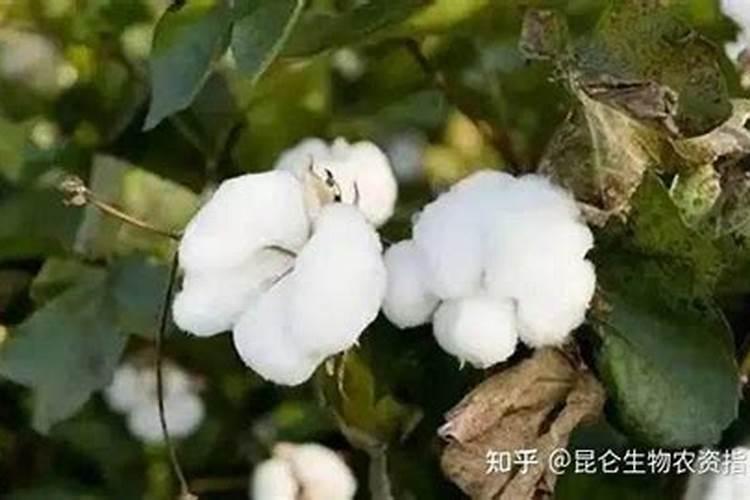 小球藻在家怎么培养