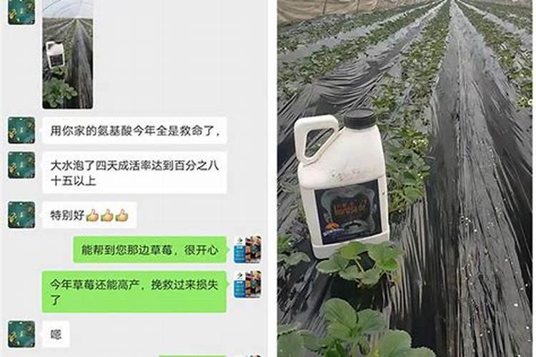 芸苔素搭配什么好