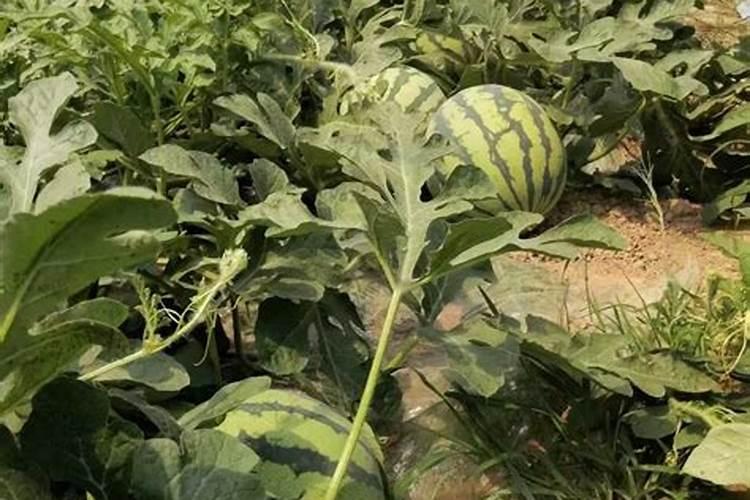 为什么种的西瓜不红了