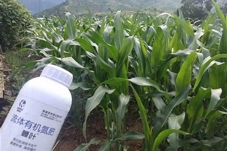 富贵籽的果实要剪掉吗