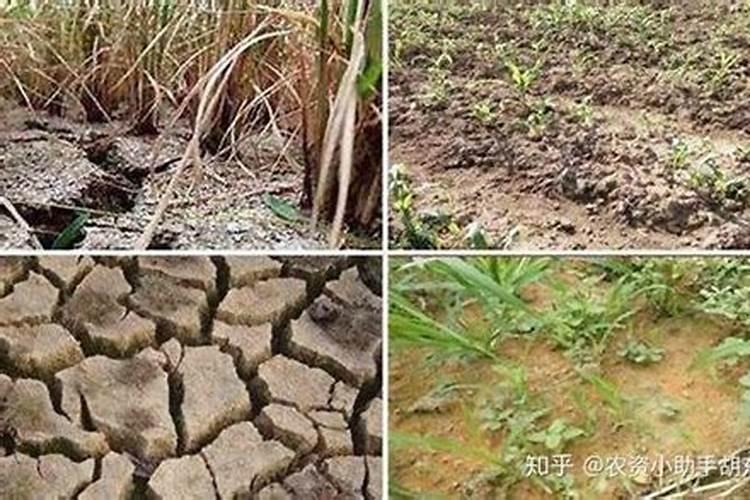 生菜如何浇水和施肥？昆仑风均衡营养促增收