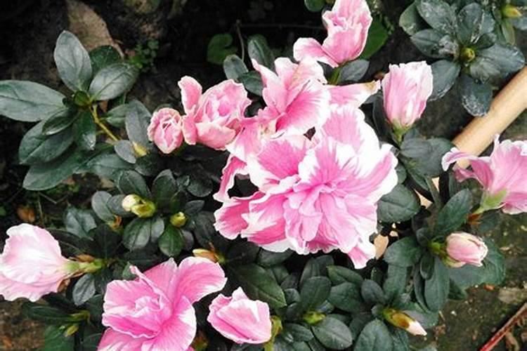 杜鹃花带芽怎么施肥？施肥需要水吗？