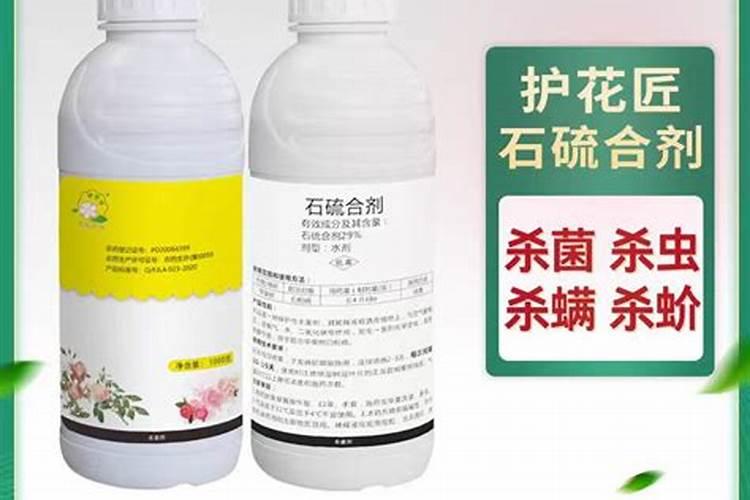 红薯叶种植时间和方法