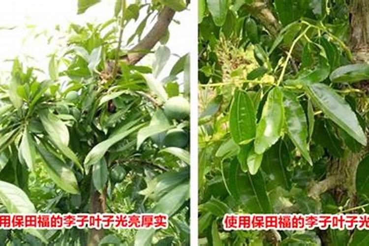 给果树施什么肥料能够收获又大又甜的果子？