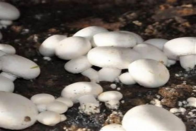 种植蘑菇都需要什么材料