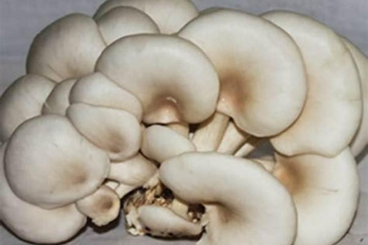 重庆铜梁种植平菇,最佳原料是什么？