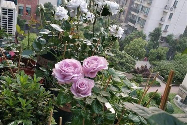 春天月季怎么施肥