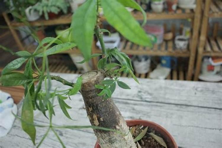 油菜的硼肥怎么施用？需要注意哪些方面？