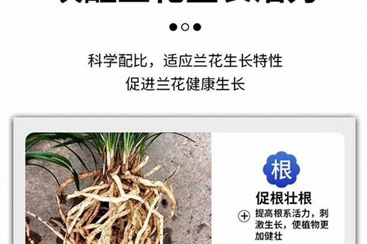 最好的兰花肥专用肥哪种最好