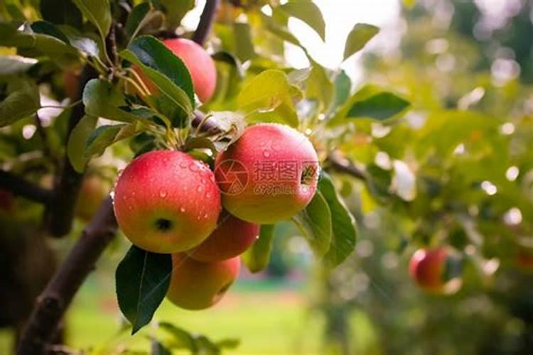 苹果树种植不同时期怎么施肥 苹果树施肥技巧