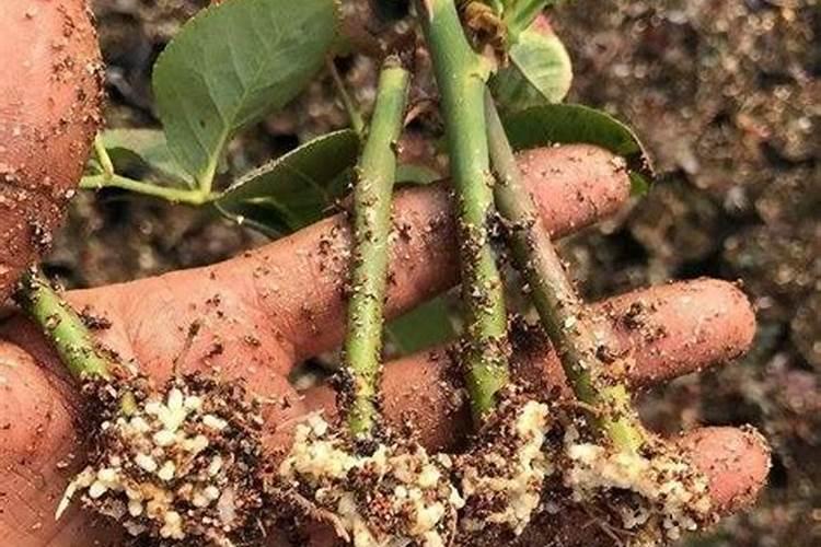 兰花用什么肥料好？