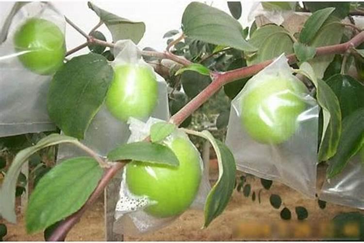 苹果树套袋后施什么化肥好(苹果套完袋什么时候追肥好 )