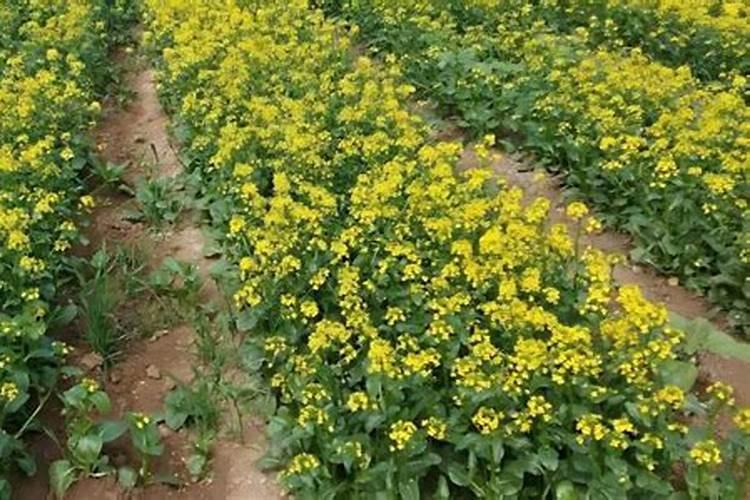 杨树哪时候施肥比较好 杨树什么时候施肥