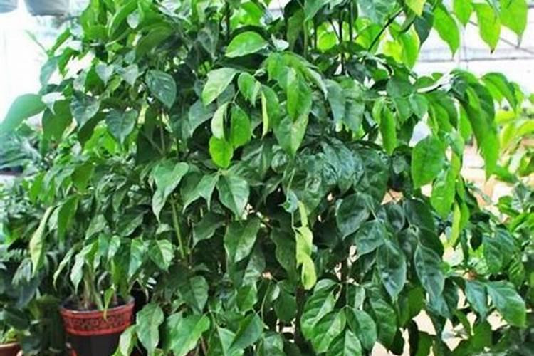 怎么给杨树施肥 杨树施肥时间及方法