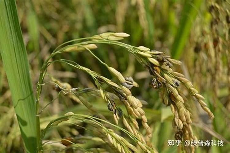 水稻灌浆期用什么叶面肥可增产