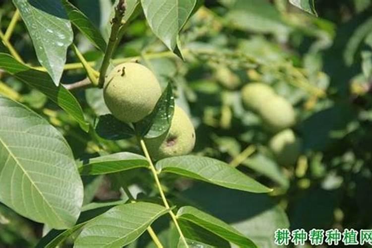 退耕还林地块栽核桃,10余年不挂果,这是什么原因？