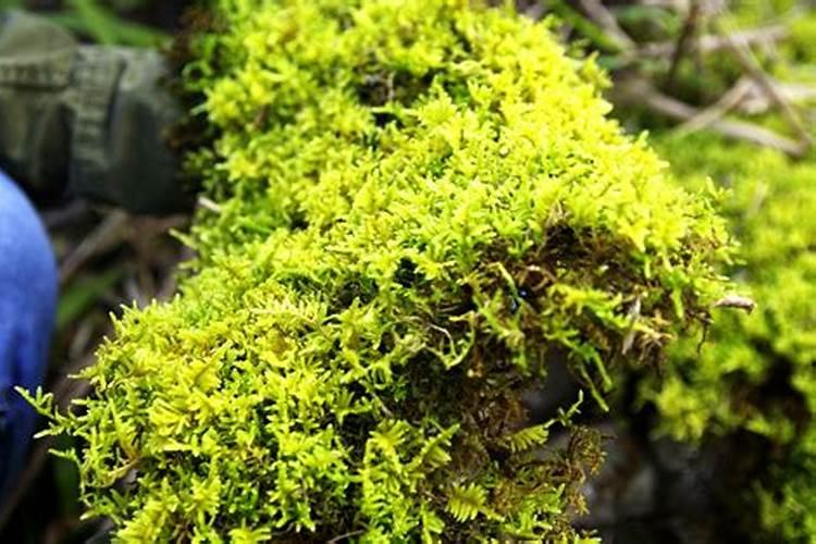 活性硼锌铁镁肥作用