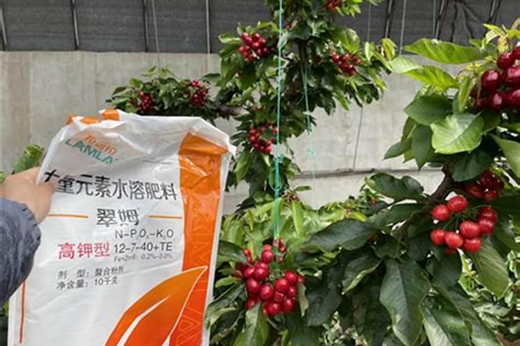 黑金刚多久浇水