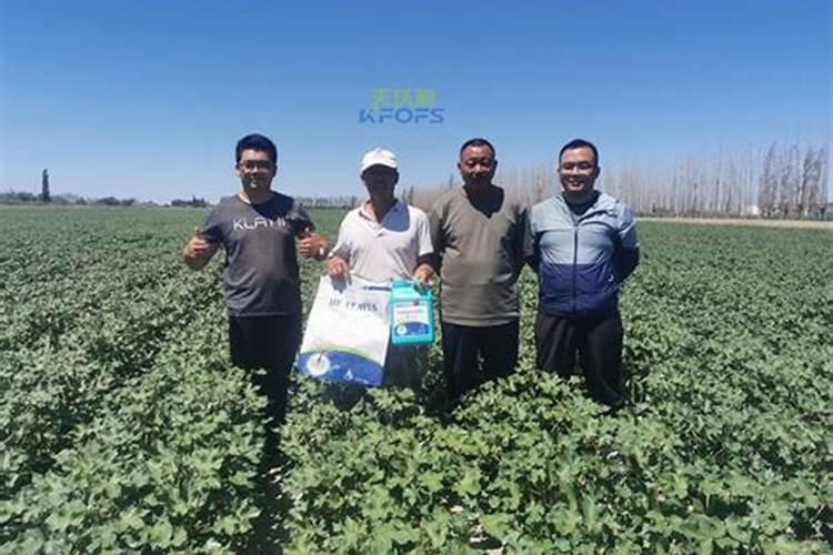 怎样防治棉花肥害？棉花肥害会产生哪些后果？