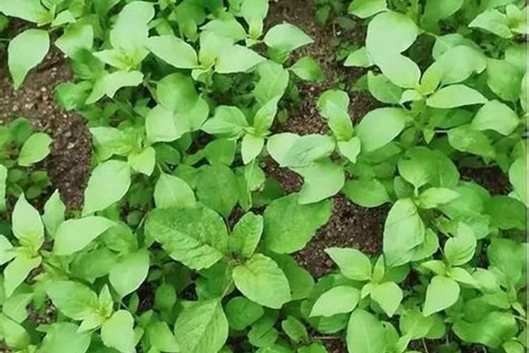 水稻秧苗什么时候施首次肥比较好？