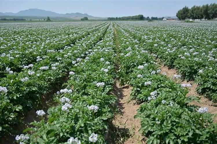 肥料不埋入土中,只是洒在花盆里,洒完后,浇水,营养一样可以被植物吸收...