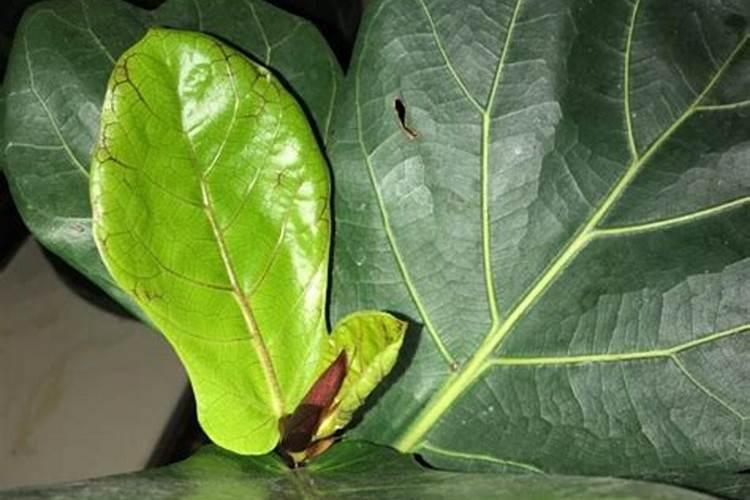 新栽水杉树多久浇一次水