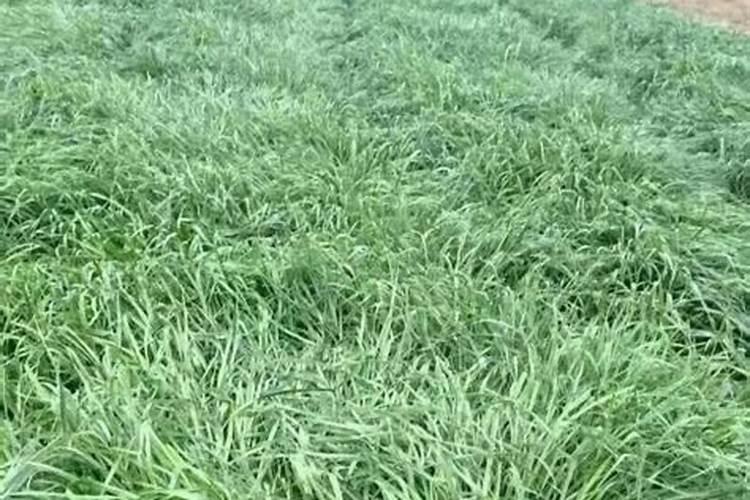 黄腐酸和腐植酸的区别