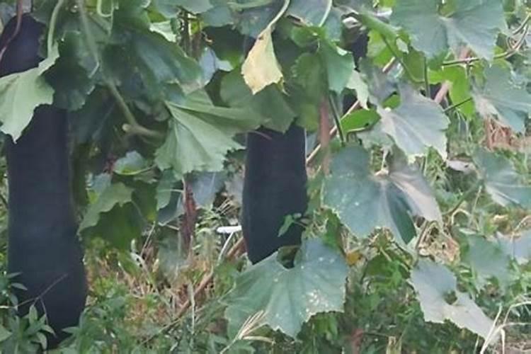 黑皮冬瓜的栽培技术 黑皮冬瓜应该怎么养殖