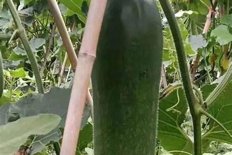 黑皮冬瓜种植技术与管理