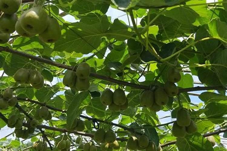 水溶肥十大品牌