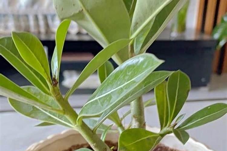 玉米长多高可以施肥