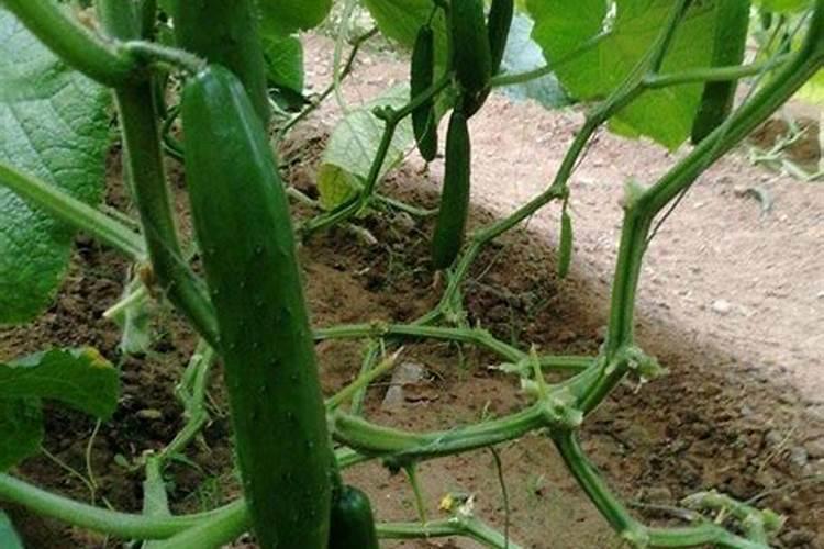 黄瓜叶片如何变绿变厚？