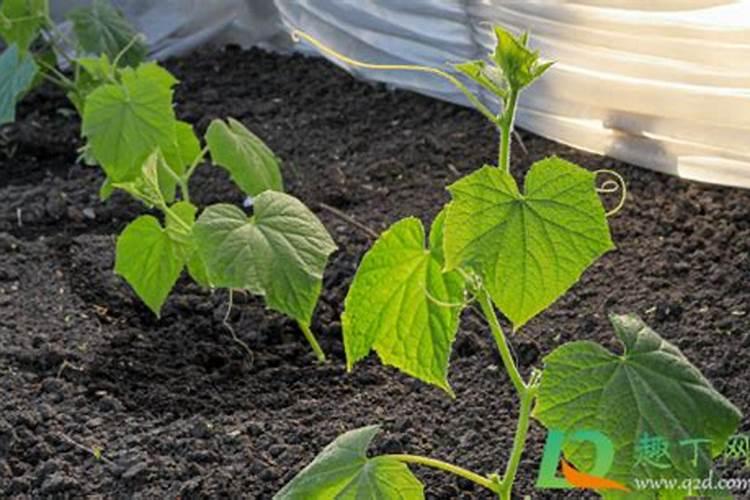 黄瓜叶面肥施用方法