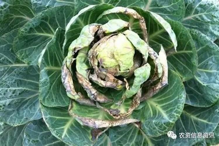 大棚的黄瓜几天施肥一次？