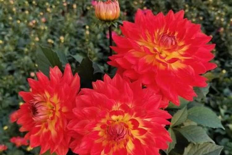 广东省揭阳市揭西县人口密度大吗