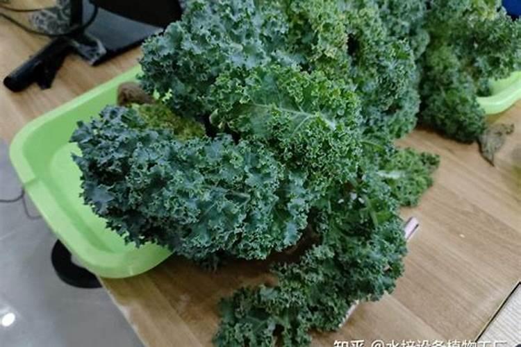 最近甘蓝长势比较慢,结球也比较小,该用点什么肥呢？