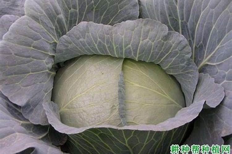 结球甘蓝的施肥有哪些技术要求？