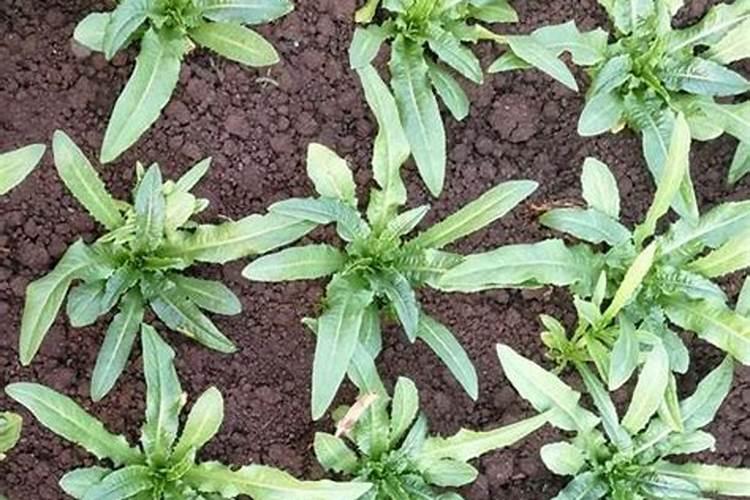 大白菜可以用尿素追肥吗