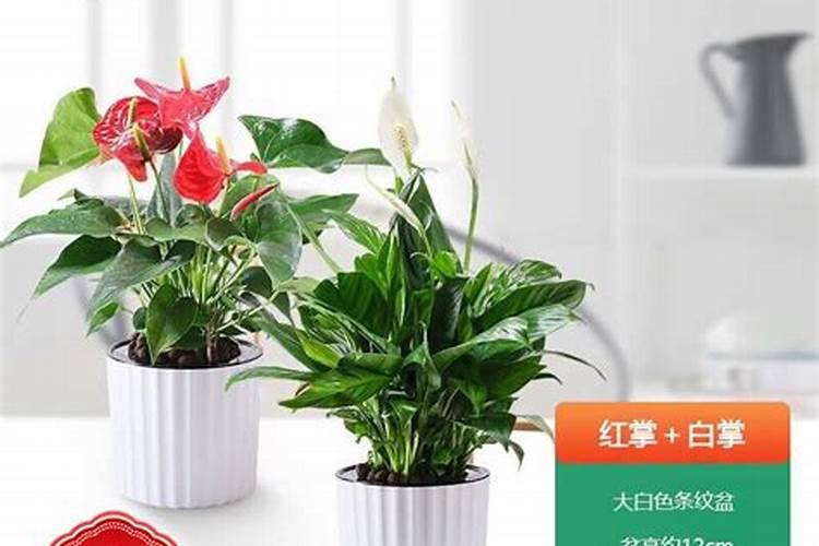 红掌为什么不红变绿了？