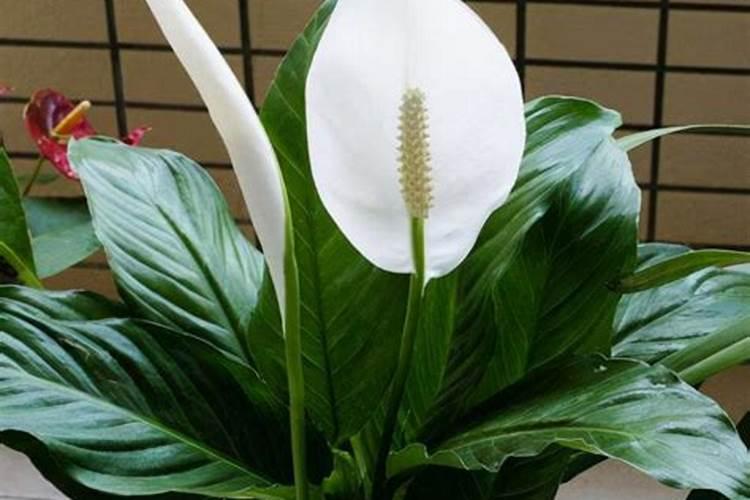 白掌和红掌的养殖方法和注意事项