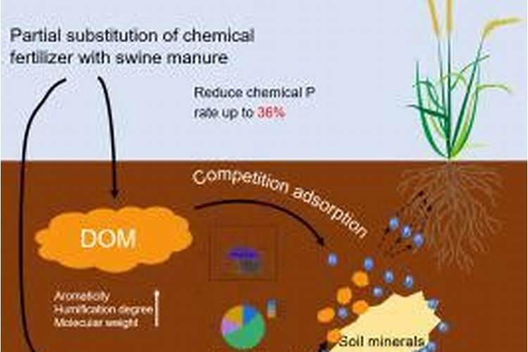 含钾高的食物一览表的水果和蔬菜