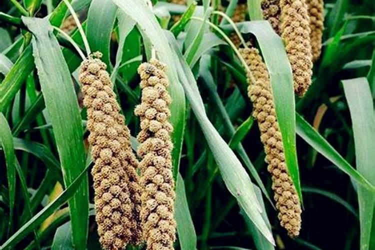 谷子种植时间和方法 谷子应该怎么施肥