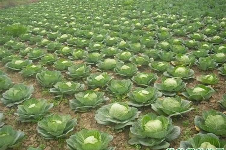 怎样根据结球甘蓝需肥特点进行施肥？